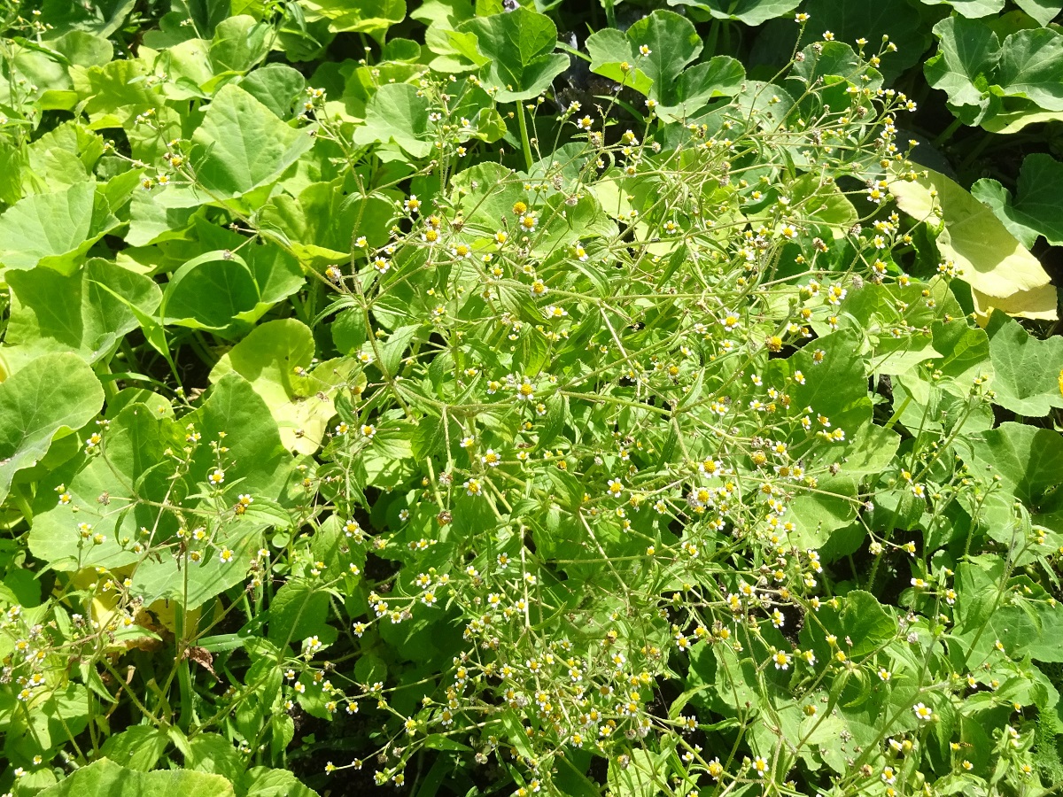 Galinsoga parviflora (Asteraceae)